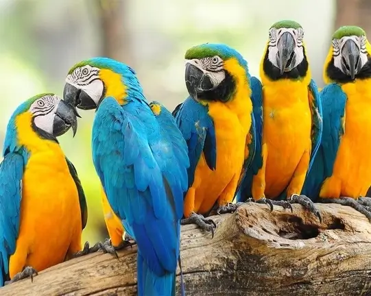 3d2n macaws